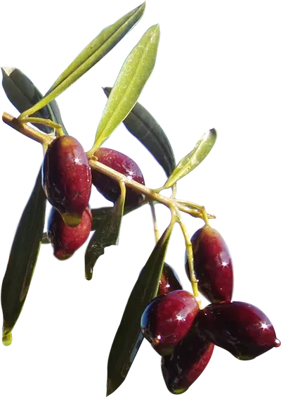 Olive grove terroir