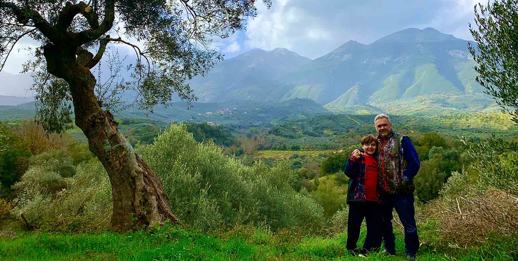 Panoramic view of olive groves