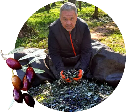 Olive groves of Vordonia