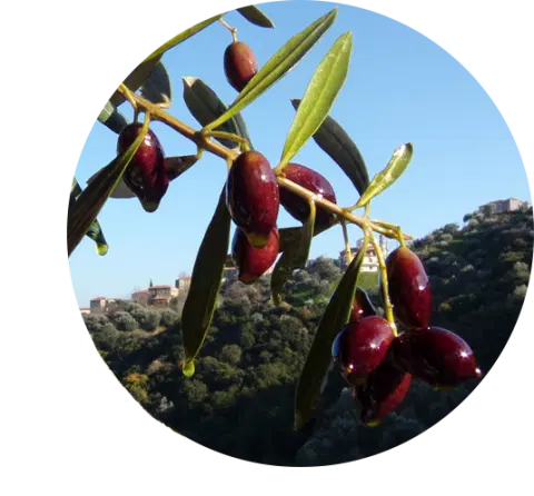 Olive branches
